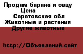 Продам барана и овцу › Цена ­ 13 000 - Саратовская обл. Животные и растения » Другие животные   
